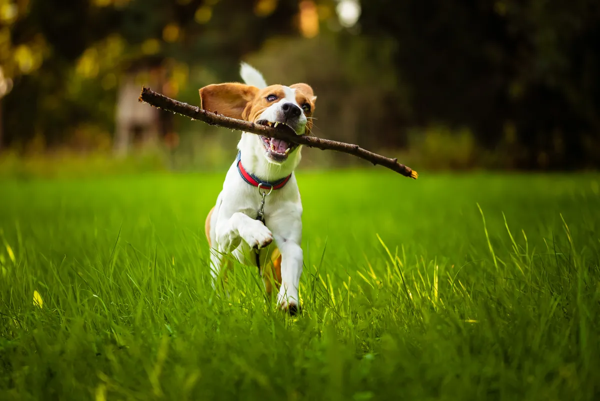 beagle playing in the grass