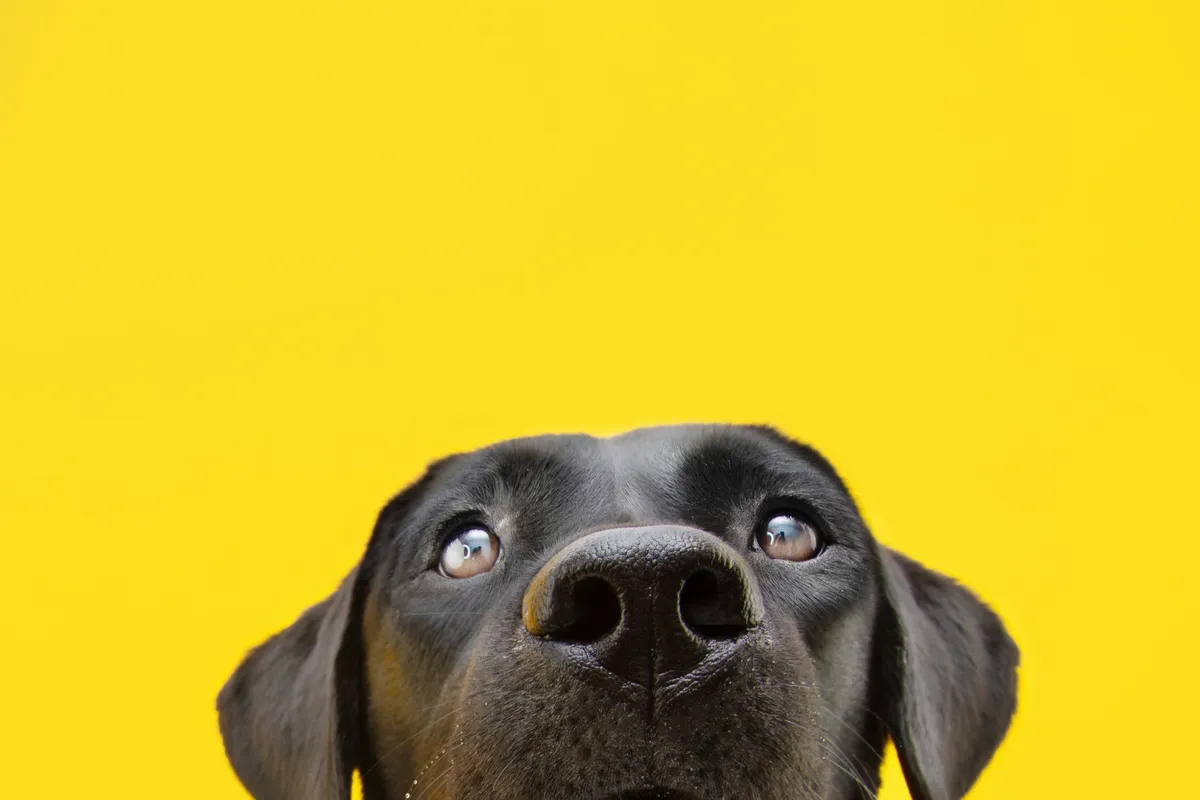 black dog with yellow background